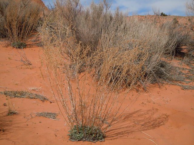 Artemisia filifolia