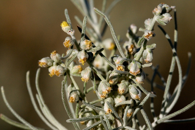 Artemisia filifolia