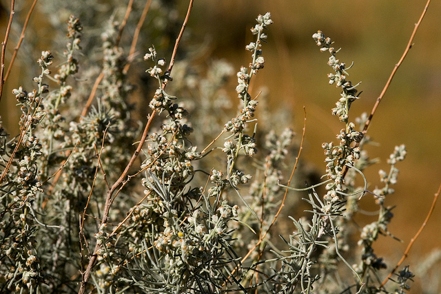 Artemisia filifolia