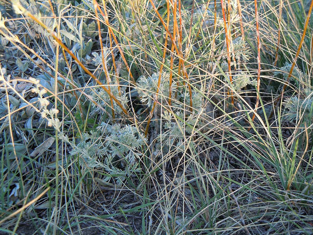 Armoise douce (Artemisia frigida)
