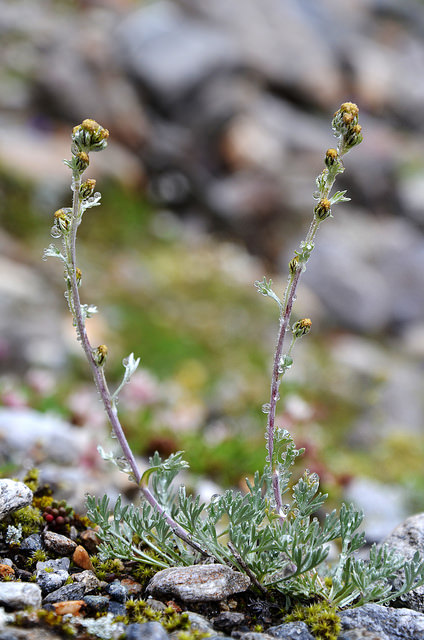 Armoise des glaciers (Artemisia glacialis)