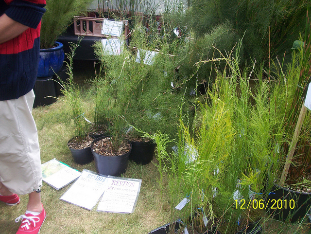 Artemisia japonica