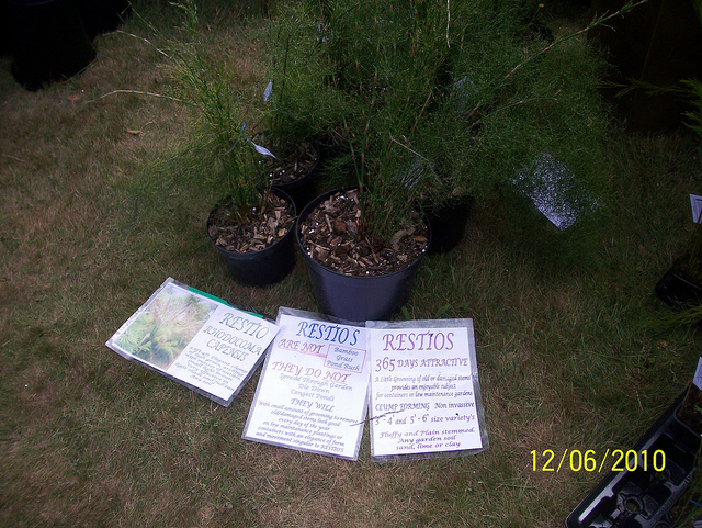 Artemisia japonica (Artemisia japonica)