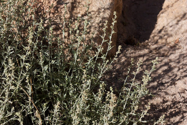 Artemisia ludoviciana (Artemisia ludoviciana)