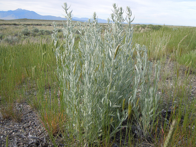 Artemisia ludoviciana