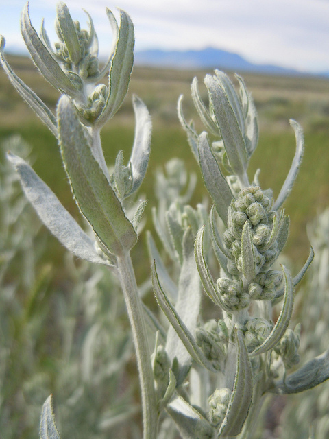 Artemisia ludoviciana