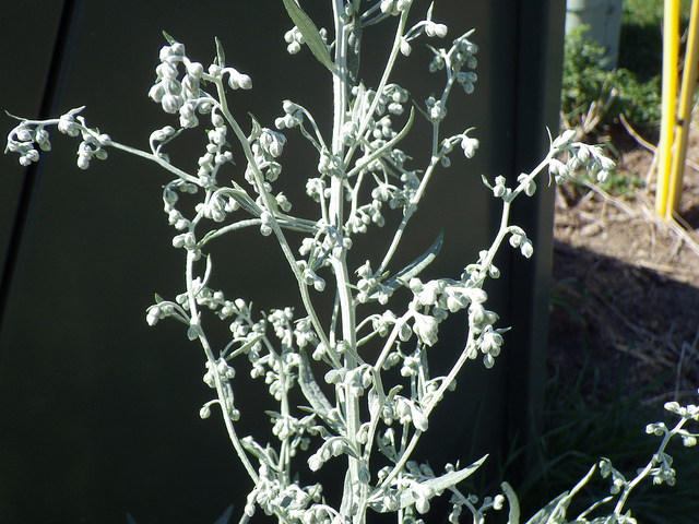 Artemisia ludoviciana
