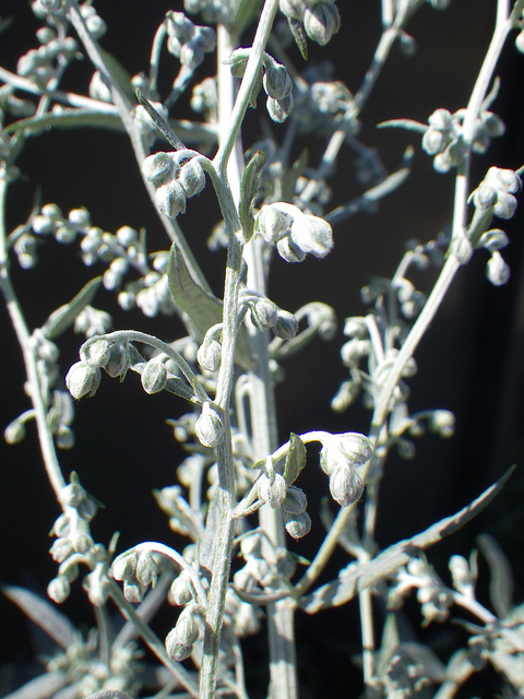 Artemisia ludoviciana