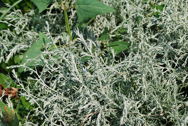 Armoise (Artemisia maritima)