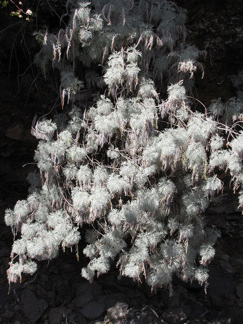Artemisia mauiensis