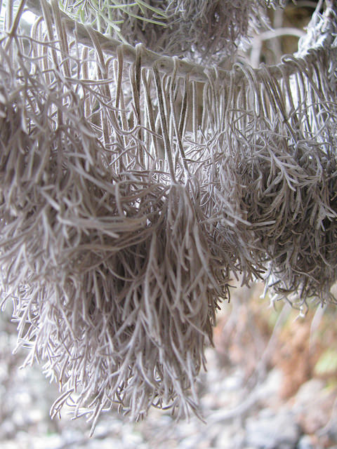 Artemisia mauiensis