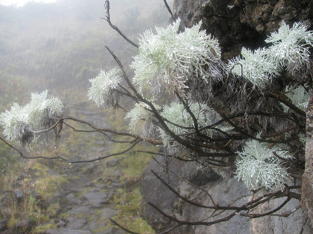 Artemisia mauiensis