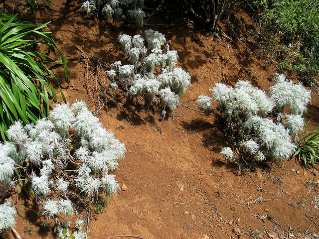 Artemisia mauiensis