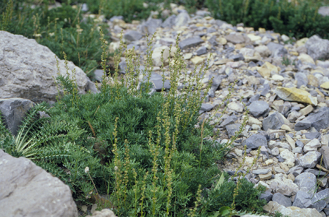 Artemisia michauxiana (Artemisia michauxiana)