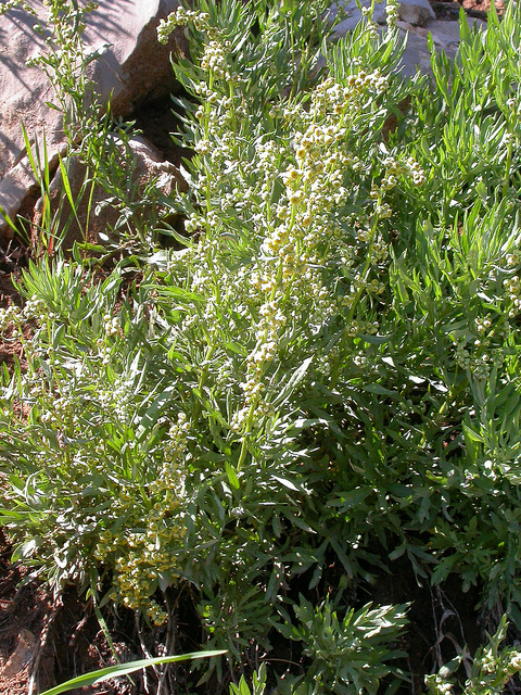 Artemisia michauxiana