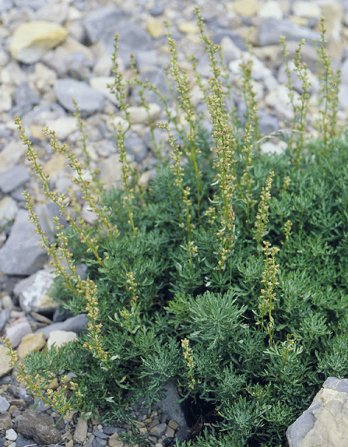 Artemisia michauxiana