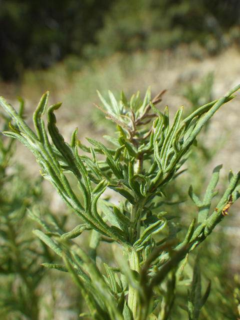 Artemisia michauxiana