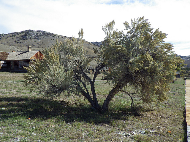 Artemisia montana (Artemisia montana)