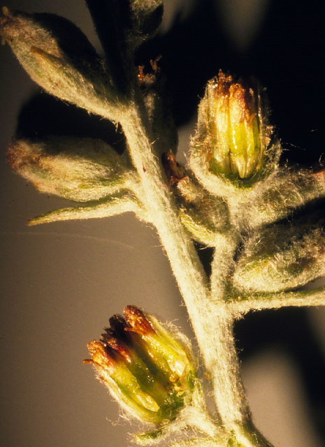 Artemisia montana