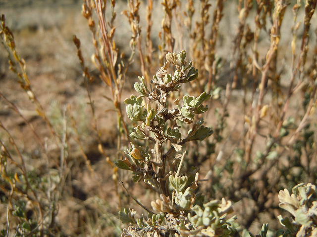 Artemisia nova