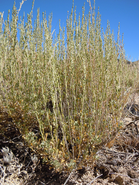 Artemisia nova