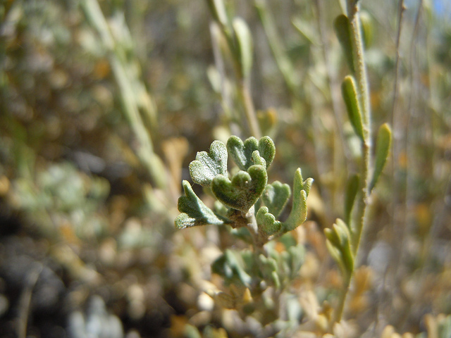 Artemisia nova