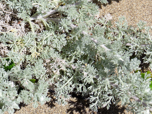 Artemisia pycnocephala