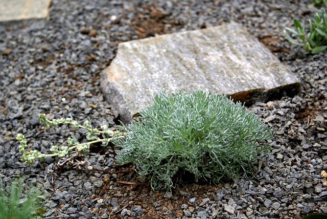 Artemisia pycnocephala