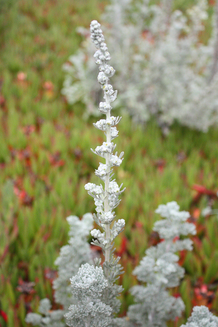 Artemisia pycnocephala