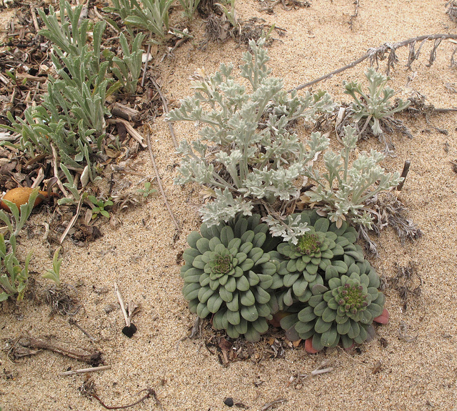 Artemisia pycnocephala