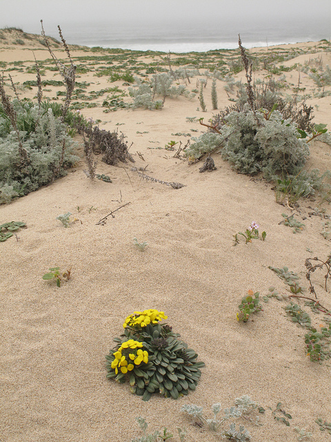 Artemisia pycnocephala