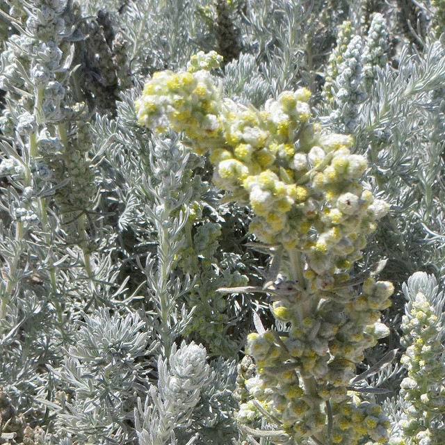 Artemisia pycnocephala