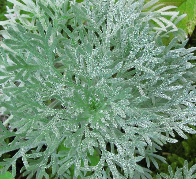 Artemisia schmidtiana