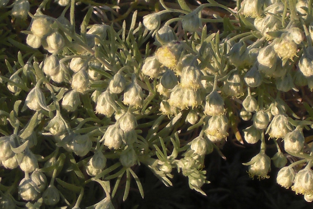 Artemisia schmidtiana (Artemisia schmidtiana)