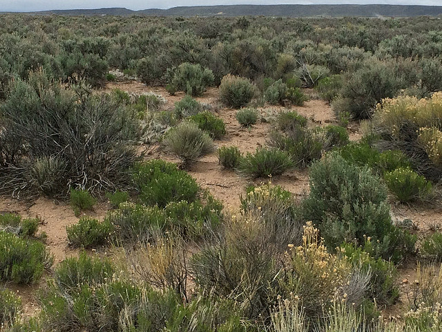 Armoise capillaire (Artemisia scoparia)