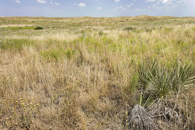 Artemisia sylvatica (Artemisia sylvatica)