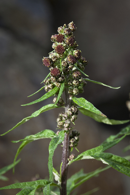 Artemisia tilesii (Artemisia tilesii)
