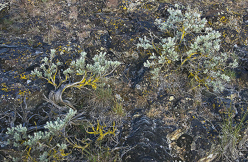 Armoise tridentée (Artemisia tridentata)