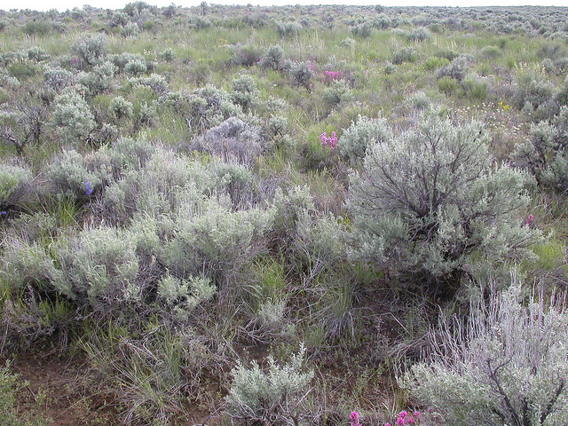 Artemisia tripartita