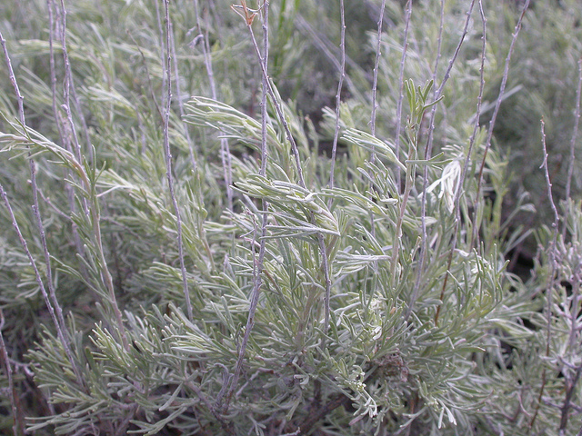 Artemisia tripartita