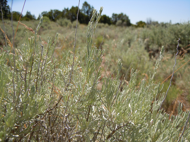 Artemisia tripartita