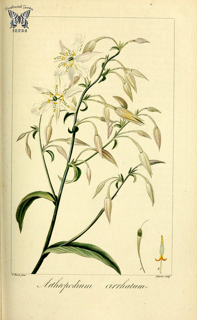 Arthropodium cirrhatum