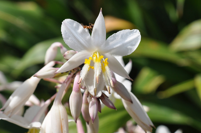 Arthropodium cirrhatum (Arthropodium cirrhatum)