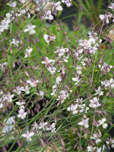 Arthropodium milleflorum (Arthropodium milleflorum)