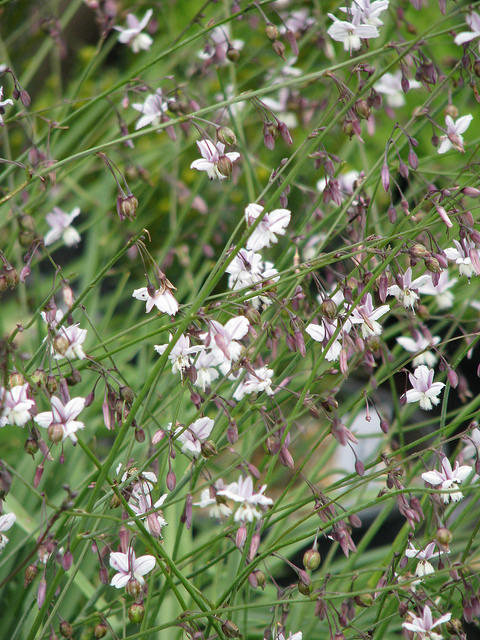 Arthropodium milleflorum