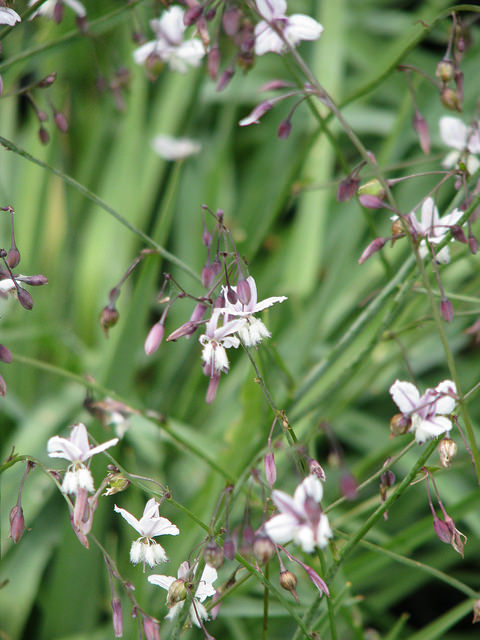 Arthropodium milleflorum