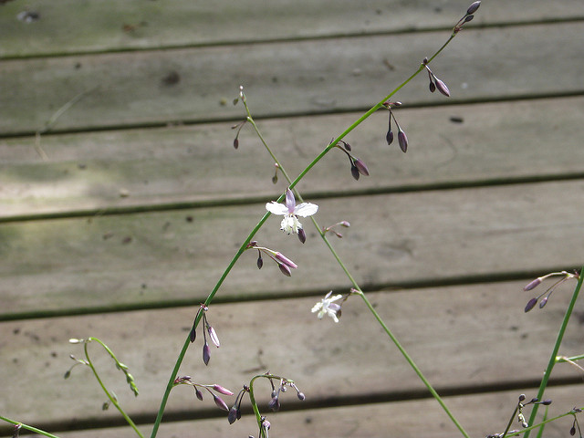 Arthropodium milleflorum