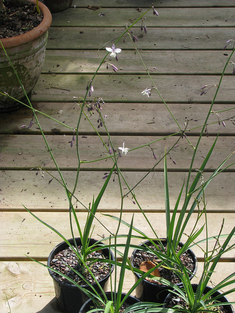 Arthropodium milleflorum
