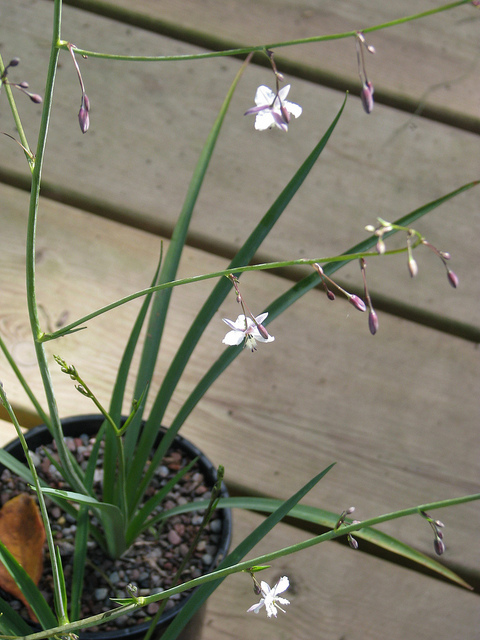 Arthropodium milleflorum