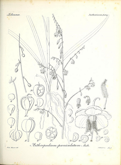 Arthropodium minus